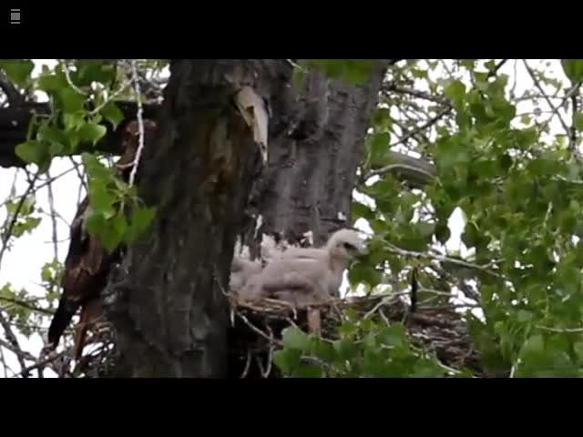 Red Tail